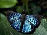 Синяя красивая бабочка.