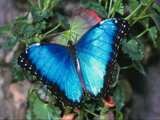 Яркая голубая бабочка.