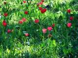 Солнечная поляна красных тюльпанов.