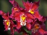 Букет красивых орхидей.