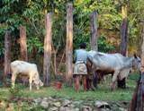 Тайский пастушок и коровы